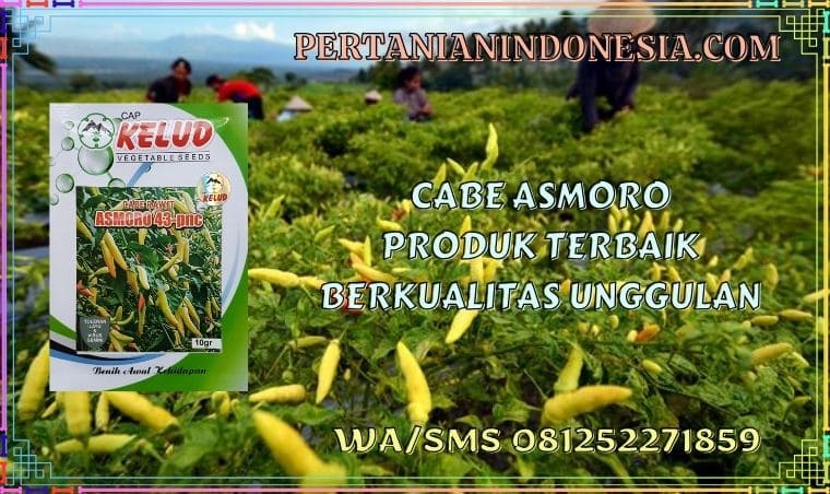 Cabe Asmoro Produk Terbaik Berkualitas Unggulan